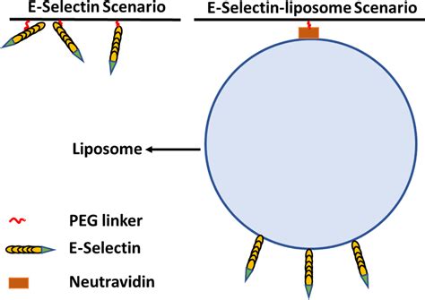 Binding Kinetics Of Liposome Conjugated E Selectin And P Selectin