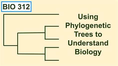 How To Understand Phylogenetic Tree