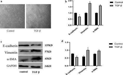 Effects Of Tgf On Beas B Cells Tgf Ng Ml Was Incubated With