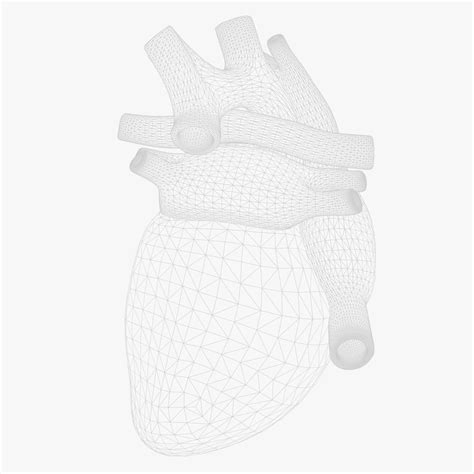 Human Heart Anatomy Animation Model - TurboSquid 2174611