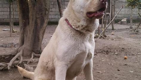 Afghan Shepherd Dog Or Sage Kuchi Dog Of Nomads Watan Chat