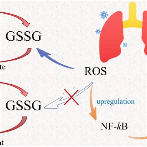 Potential Inflammation Mechanism Underlying Different Se Status Viral