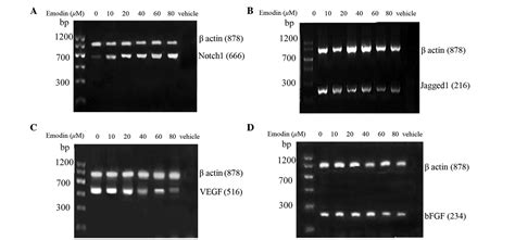 Emodin Inhibits The Proliferation Of Pc3 Prostate Cancer Cells In Vitro