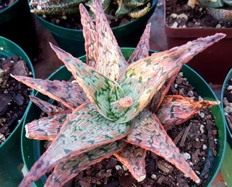 Aloe Pink Blush Succulent Shop Nursery South Africa Buy Succulents Online