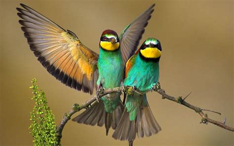 Share Your Best Photos Of Loving Bird Couples Bored Panda