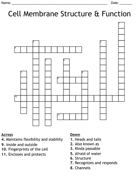 Cell Membrane Structure And Function Crossword Wordmint