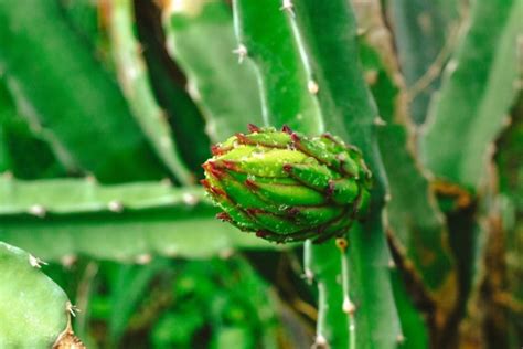 Cara Merawat Pohon Buah Naga Agar Tumbuh Optimal