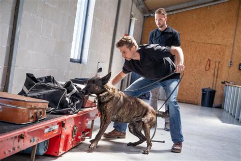 Airport Detection Dogs | K10 Workingdogs Holland