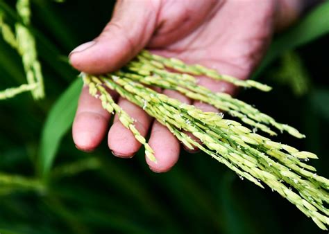 China S Hybrid Rice Cultivated Area Accumulates To 600 Million Hectares