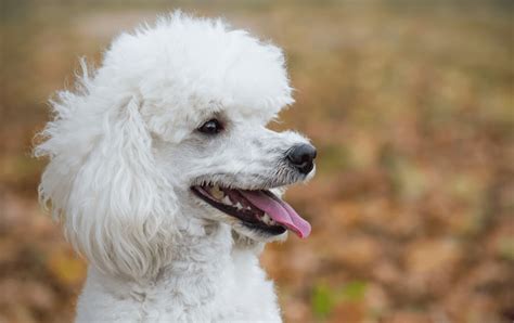 Corgi Poodle Mix - Top Guide To The Corgipoo - Animal Corner