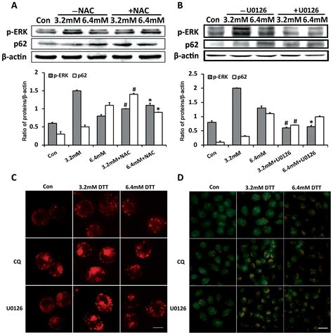 Inhibition Of Autophagic Flux By Ros Promotes Apoptosis During Dtt