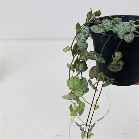 Svícník Ceropegia Woodii Plantáta