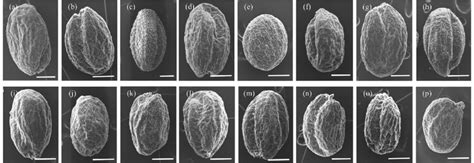 Scanning Electron Microscopy Of Wild Type And Abi1 1 Mutant Seeds Of