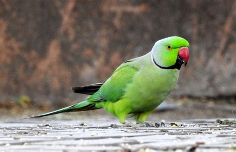 How to Build an Aviary for Parrots - Cost & Designs - CuteParrots