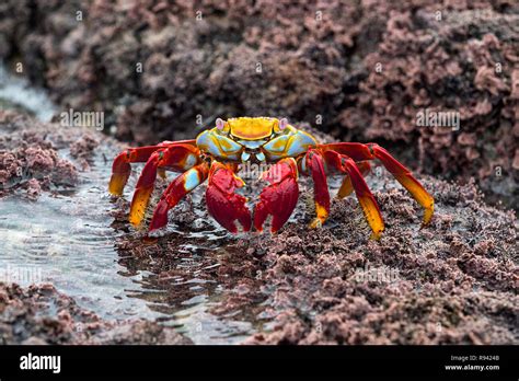 Animals with red claws hi-res stock photography and images - Alamy