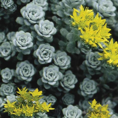 Broadleaf Stonecrop Sedum Spathulifolium My Garden Life