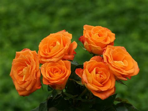 Orange Roses Desktop Wallpapers on WallpaperDog