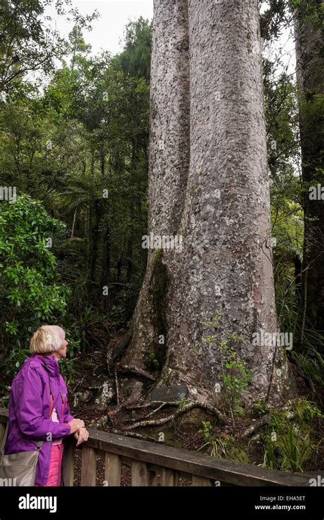 Giant kauri trees in the Coromandel, New Zealand Stock Photo - Alamy