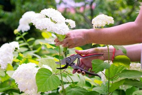 Come Potare Le Ortensie Il Giardino Commestible