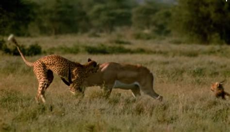 “natures Showdown Cheetahs Yield As The Antelope Emerges Victorious” Boxing Today