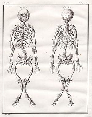 Skelett Mensch Person Skeleton Skeletons Skelett Skelette Anatomy