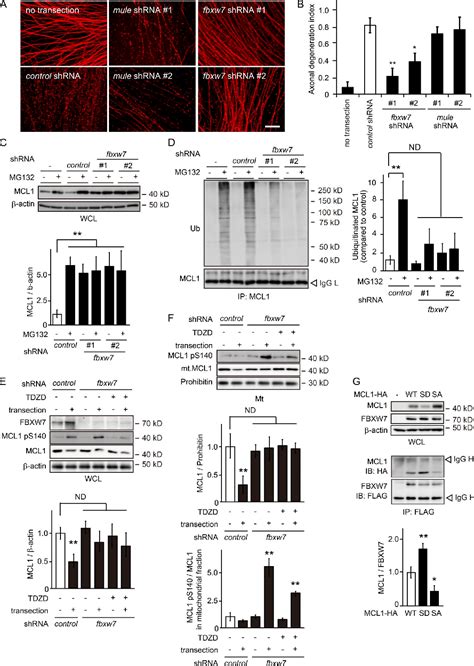 Figure 1 From Gsk3b Mediated Phosphorylation Of Mcl1 Regulates Axonal