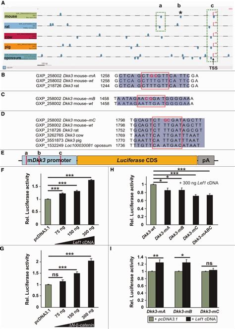 Mouse Dkk3 is a direct target gene of Lef1 mediated Wnt β catenin