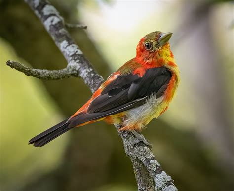 Scarlet Tanager Owen Deutsch Photography