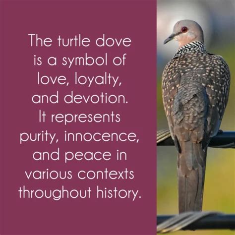 Turtle Dove Symbolism 3 Powerful Messages Of Peace And Harmony Joyce