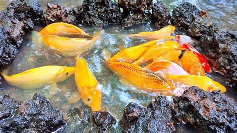 Menemukan Sarang Ikan Hias Ikan Koi Ikan Cupang Kura Kura Ikan Mas