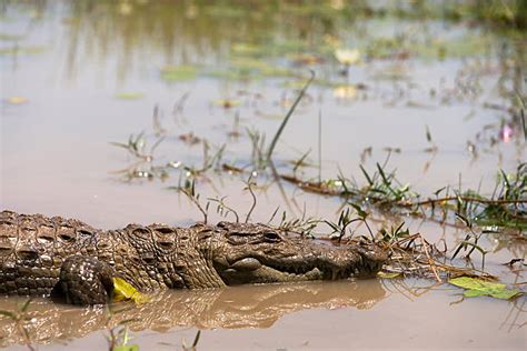 270+ Burkina Faso Wildlife Stock Photos, Pictures & Royalty-Free Images - iStock