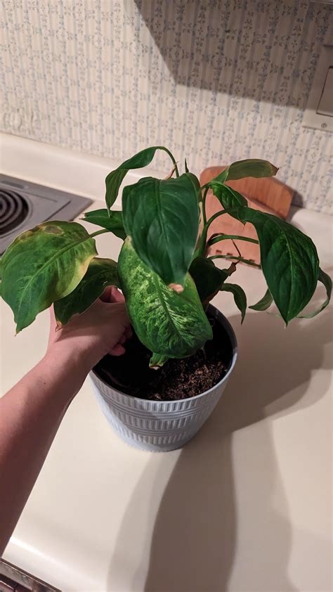 House Plant Identification Rwhatsthisplant