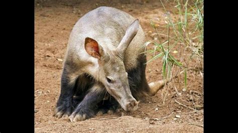 Interesting Facts About Aardvark Youtube