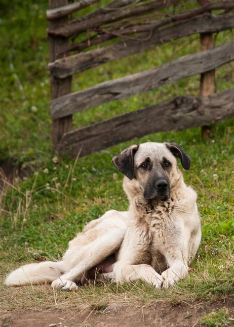 Are Kangal Dogs Intelligent Dogs