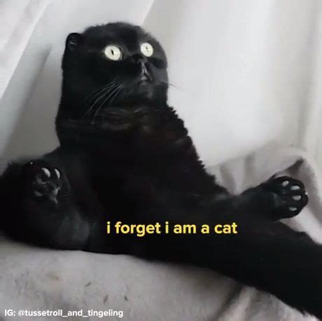 Funny Cat Black Cat Meme - Funny Videos - funvizeo.com