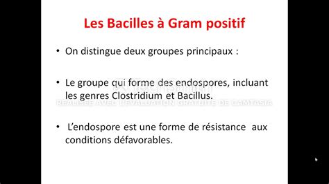 جديد Les Bactéries à Gram Positif Youtube