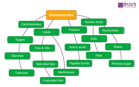 Biological Molecules: Structure And Their Function || A, 49% OFF