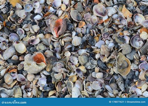 Seashell Sand From Shells Many Different Shells Stock Image Image