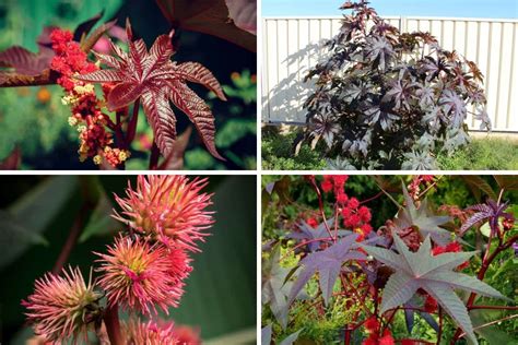 Castor Bean Varieties