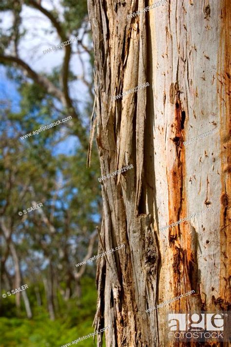 Manna Gum Eucalyptus Viminalis Koala Scratch Marks On A Stem