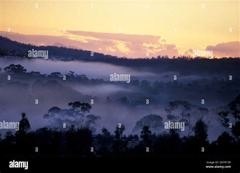 Australia Tasmania Triabunna A Misty Sunrise Over The Vines And