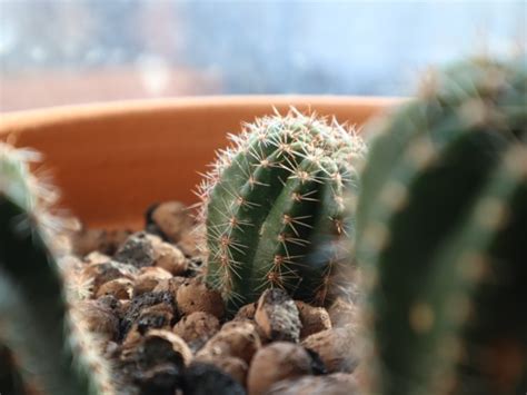 Cómo regar un cactus Aplica este truco para tus plantas La Verdad