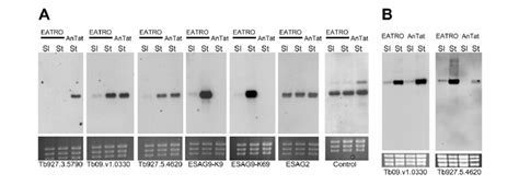 Expression Of ESAG9 Genes In T Brucei A Expression Profile Of Five