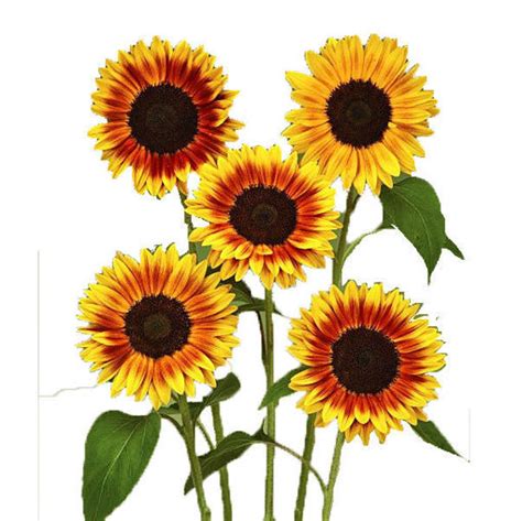 Helianthus Ziggy Wholesale Cut Flowers Direct