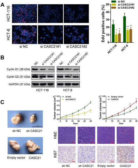 CASC21 A FOXP1 Induced Long Non Coding RNA Promotes Colorectal Cancer