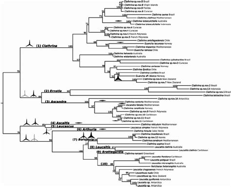 Maximum Likelihood Tree Built With The Gtr Plus Gamma Correction With