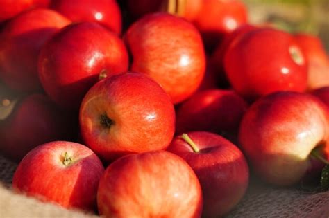 Manzanas Rojas De La Granja Jugosas Frutas Org Nicas Cultivadas En Un