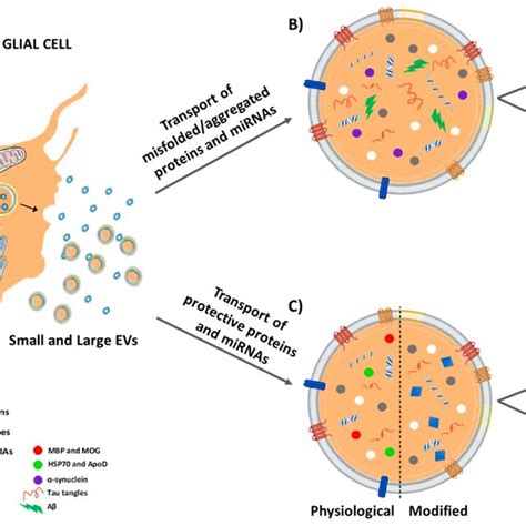 Contribution Of Extracellular Vesicles Secreted By Glial Cells In