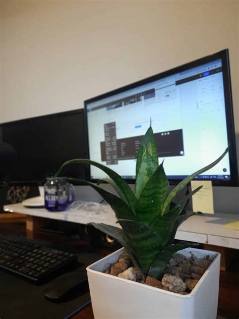 Best Plants for Office With No Windows - Plants Craze