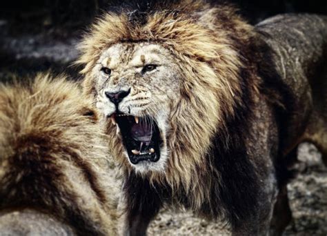 Best Lion Fight Stock Photos, Pictures & Royalty-Free Images - iStock